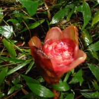 Elettaria floribunda Thwaites
